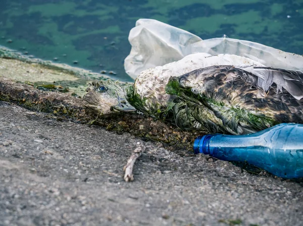 Una Gaviota Muerta Pájaro Borde Del Agua Junto Botellas Plástico — Foto de Stock