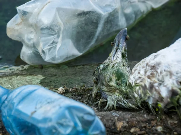 Una Gaviota Muerta Pájaro Borde Del Agua Junto Botellas Plástico — Foto de Stock