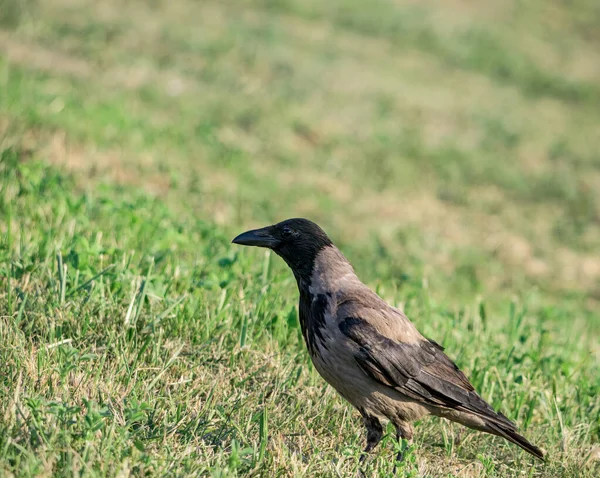 Corvus Cornix Ворона Капюшоном Стоящая Траве Природном Парке Бухаресте — стоковое фото