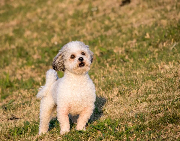 Aranyos Kis Bichon Kiskutya Aranykor Játszik Fűben — Stock Fotó