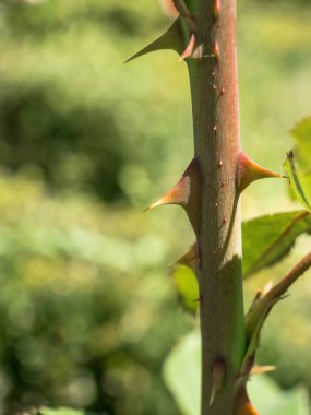 Dikenli gül ağacı kökü ve bulanık arka planda yeşil yapraklar. Seçici odak.
