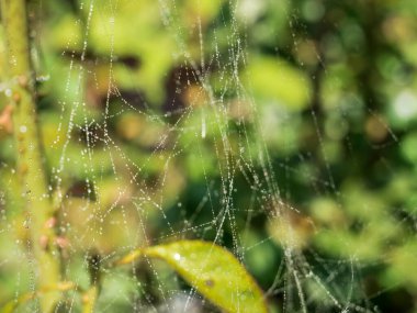 Örümcek ağına çiy damlaları ya da yeşil bulanık arkaplan ile örümcek ağı.