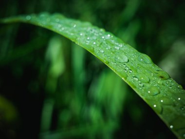 Taze su damlacıkları bulanık arka planı olan bir çimen yaprağının üzerinde. Seçici odak.