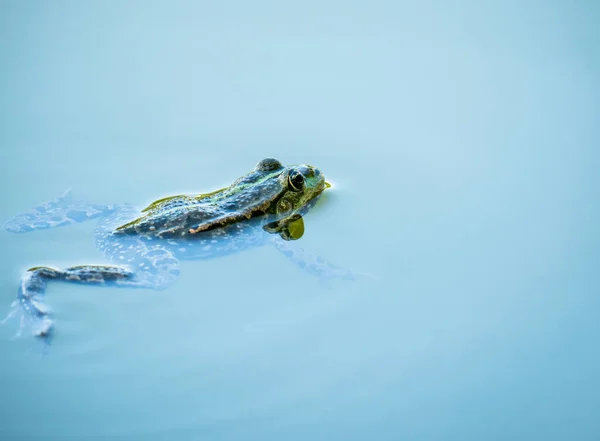 Een Gewone Waterkikker Eetbare Kikker Die Het Blauwe Water Zwemt — Stockfoto