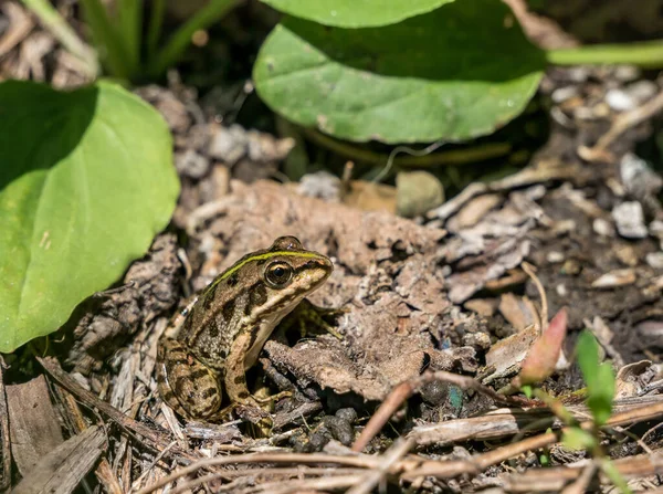 Common Water Frog Edible Frog Sitting Ground Green Leaves — Stock Photo, Image