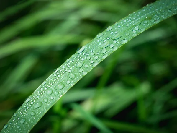 Des Gouttelettes Eau Douce Sur Brin Herbe Avec Fond Flou — Photo