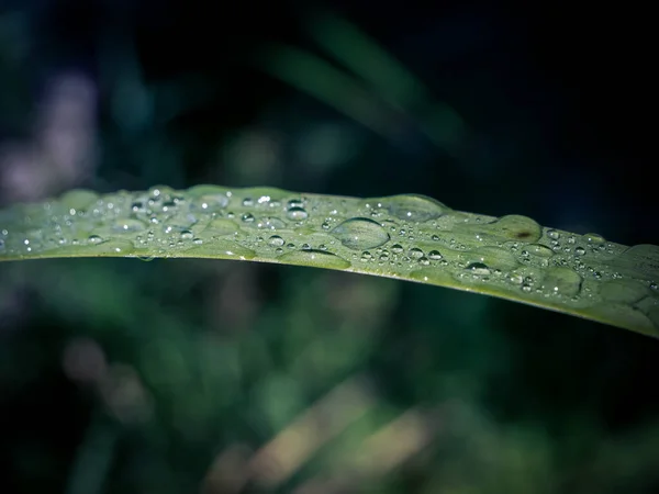 Des Gouttelettes Eau Douce Sur Brin Herbe Avec Fond Flou — Photo