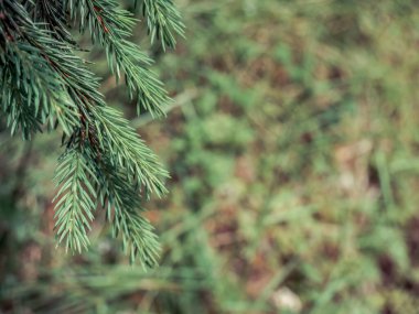 Yeşil arkaplanı bulanık yeşil çam ağacı iğneleri.