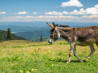 Romanya dağlarında sevimli bir eşekle portre ayrıntıları. Piatra Mare 'de Eşek (Büyük Kaya)