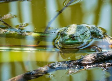 Sıradan bir su kurbağası mı yoksa yeşil suda oturan yenilebilir kurbağa mı?.