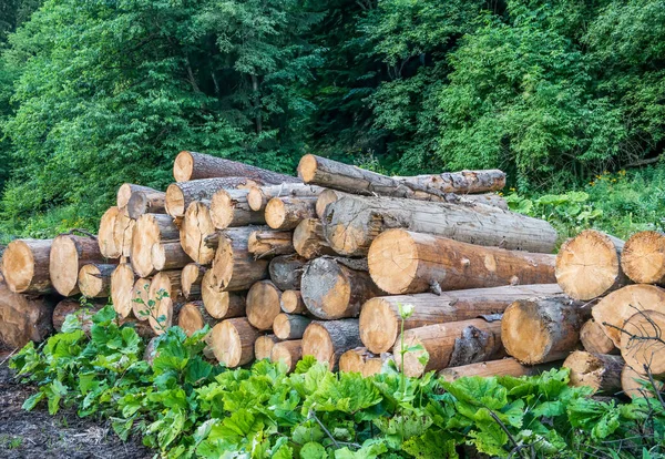 Срубите Лесу Кучу Бревен Пней Концепция Незаконной Вырубки Лесов Румынии — стоковое фото