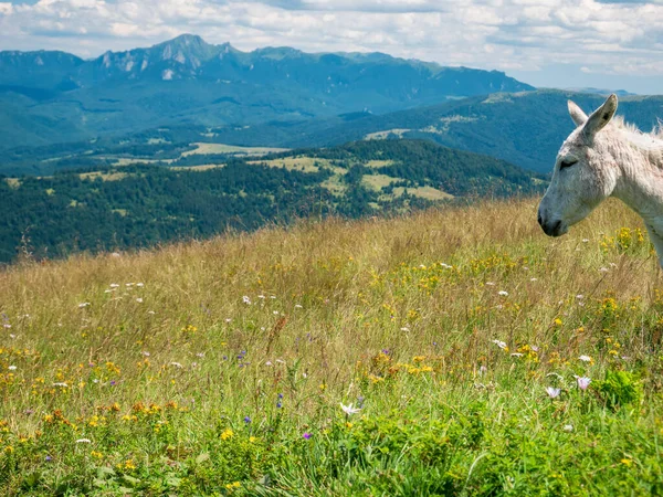 Słodki Osioł Górach Rumunii Cieszący Się Krajobrazem Osioł Górach Piatra — Zdjęcie stockowe