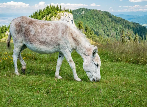 Donkey on grasslandeating grass or grazing. Donkey in Piatra Mare (Big Rock) mountains