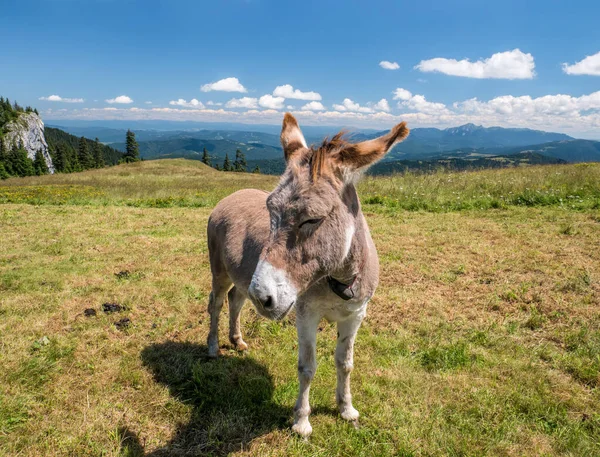 Detalle Del Retrato Con Lindo Burro Las Montañas Rumania Burro — Foto de Stock