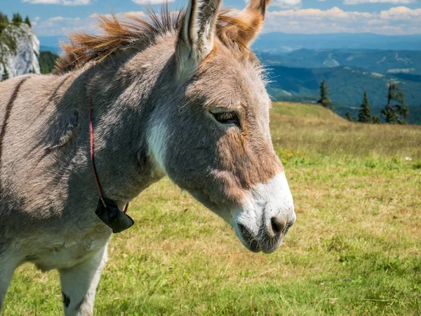 Porträtt Detalj Med Söt Åsna Bergen Rumänien Åsnan Piatra Mare — Stockfoto