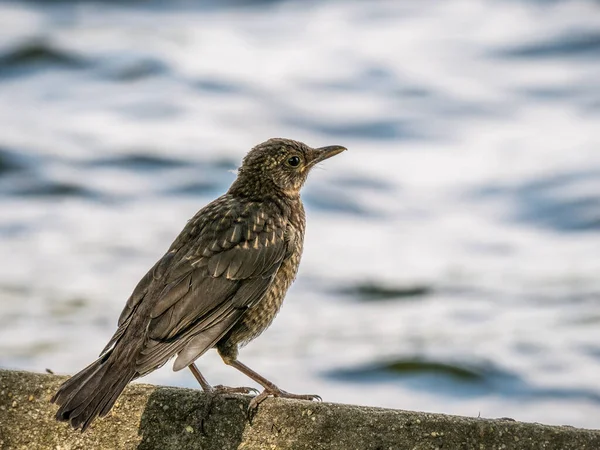 Portrait Common Blackbird Turdus Merula Female Blurred Background — Stock Photo, Image