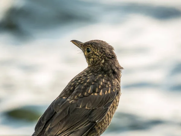 Portrait Common Blackbird Turdus Merula Female Blurred Background — Stock Photo, Image