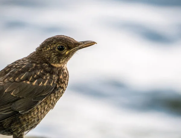 Retrato Pájaro Negro Común Turdus Merula Hembra Sobre Fondo Borroso — Foto de Stock