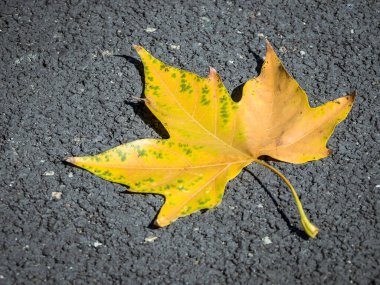 Yerde sarı yaprak var. Platanus ya da ağaç yaprağı