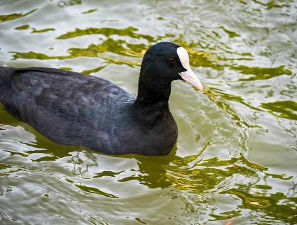 Retrato Detalhe Coot Eurasiático Coot Americano Nadando Água Azul Turquesa — Fotografia de Stock