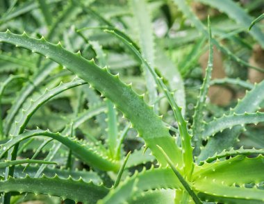 Aloe ağaçlarının yeşil yaprakları, ayrıca Krantz aloe veya şamdan aloe olarak da bilinir..