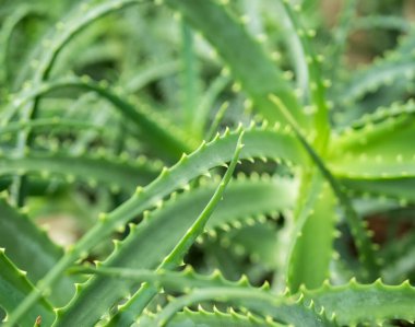 Aloe ağaçlarının yeşil yaprakları, ayrıca Krantz aloe veya şamdan aloe olarak da bilinir..