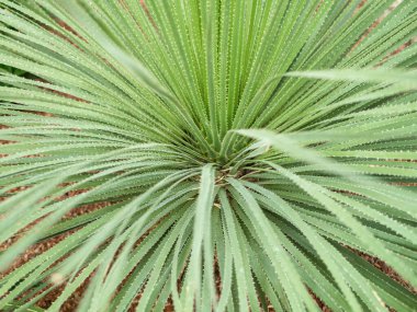 Aloe ağaçlarının yeşil yaprakları, ayrıca Krantz aloe veya şamdan aloe olarak da bilinir..