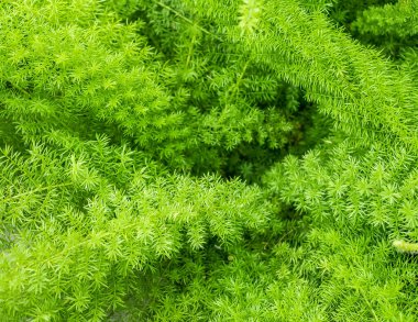 Asparagus yoğunluğundaki yeşil yapraklar kuşkonmaz eğreltiotu, kuş tüyü kuşkonmaz ya da tilki kuyruğu eğreltiotu olarak da bilinir. Seçici odak.