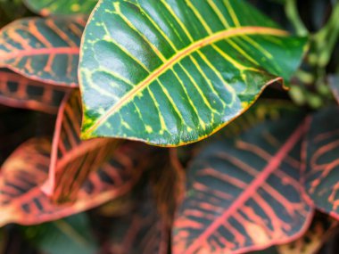 Codiaeum variegatum (yangın croton veya bahçe croton) tropikal bitkisinin yaprakları ile yakından incele. Seçici odak