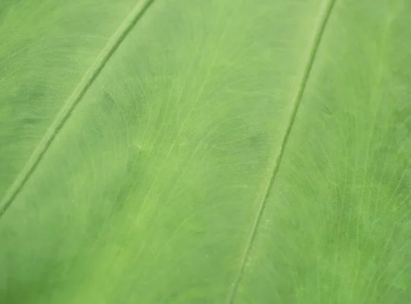 Grande Feuille Verte Texture Fond Naturel — Photo