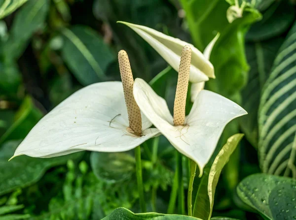 Primo Piano Con Fiore Zantedeschia Aethiopica Comunemente Noto Come Giglio — Foto Stock