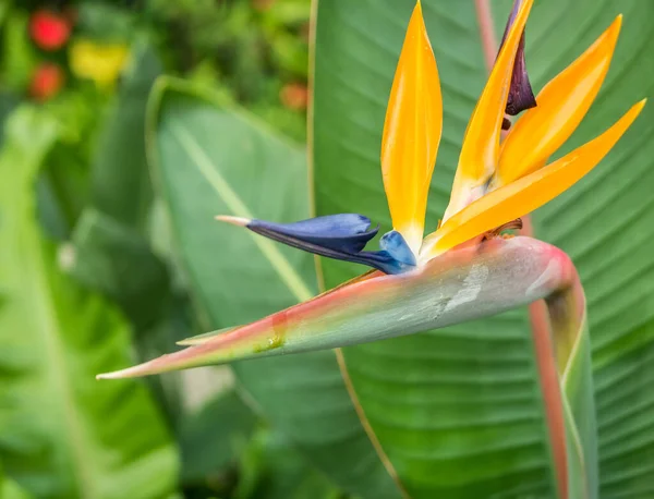 Detailaufnahme Mit Strelitzia Reginae Die Gemeinhin Als Bekannt Ist — Stockfoto