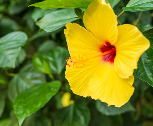 Verlieren Mit Einer Gelben Hawaiianischen Hibiskusblüte Auf Grünem Hintergrund — Stockfoto