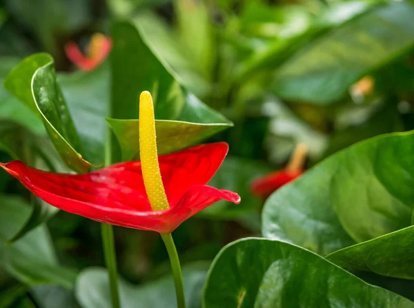 Schöne Rote Flamingoblume Anthurium Andraeanum Mit Verschwommenem Hintergrund — Stockfoto