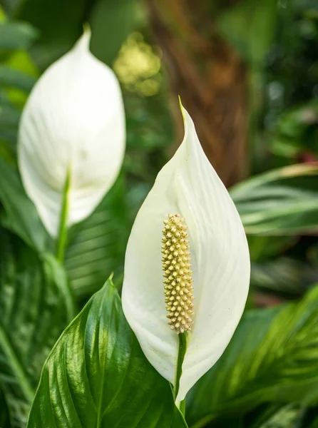 Nahaufnahme Mit Schönen Weißen Flamingoblumen Anthurium Oder Spitzen — Stockfoto