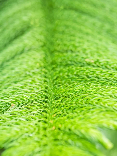 Textúra Háttér Lombozat Araucaria Heterophylla Vagy Norfolk Fenyő Növény — Stock Fotó