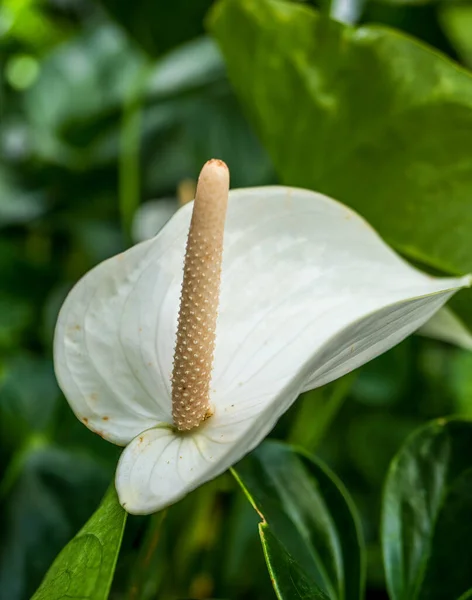 Nahaufnahme Mit Zantedeschia Aethiopica Blume Allgemein Bekannt Als Calla Lilie — Stockfoto