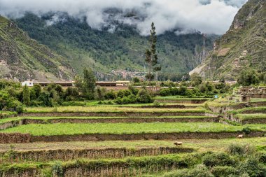İnkalar 'ın kutsal vadisinde Ollantaytambo' nun yamacında tarım terasları olan kırsal manzara, Peru.