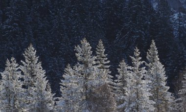 Sabahın erken saatlerinde çam ağacı orman manzarası