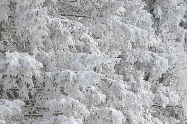 Snötäckta tallgrenar på nära håll skapar vinter och frostigt humör — Stockfoto