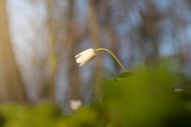 Ahşap şakayık, şakayık nemorosa ya da rüzgâr çiçeği...