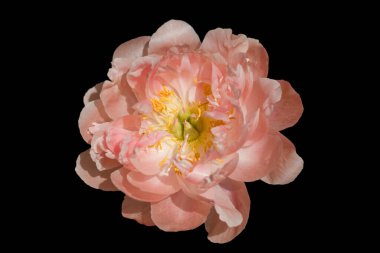 İzole pembe şakayık siyah arka planda çiçek açıyor..