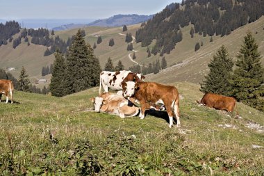 Gypsera 'da İnekler