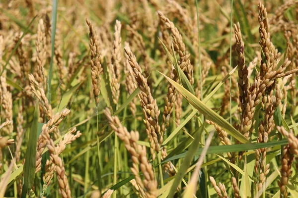 Gult och grönt ris fält. — Stockfoto