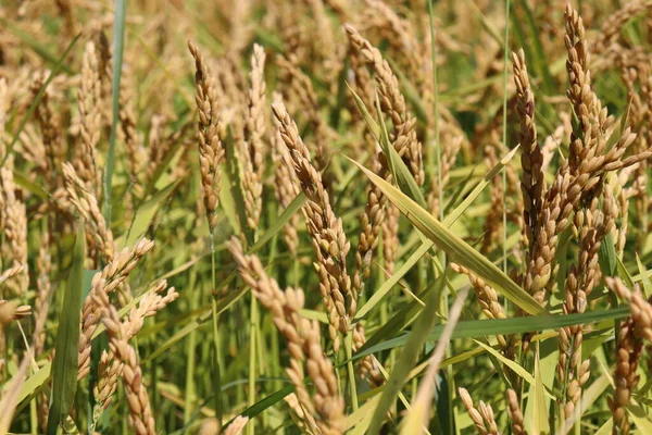 Campo di riso giallo e verde. — Foto Stock