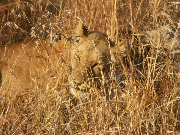 Out of focus lion. — Foto de Stock