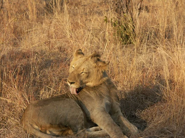 Lion licking his fur. — Foto de Stock