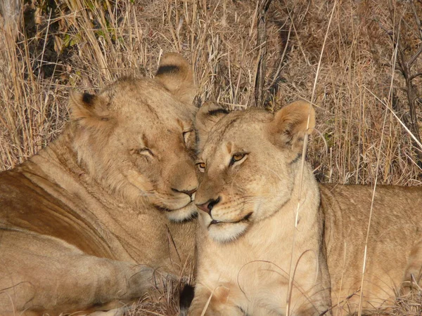Dwa lwy przytulające się do siebie. — Zdjęcie stockowe