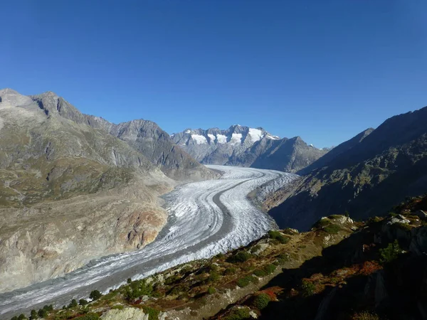 Glacier Aletsch à partir du Riederalp. — Photo