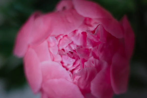 Kapalı pembe şakayık.